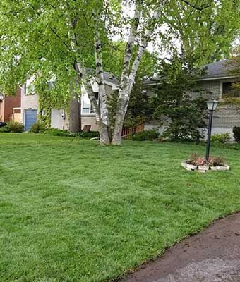 freshly sodded front lawn